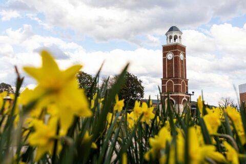 A clock tower stands tall in the background beneath a cloudy sky, while bright yellow daffodils fill the foreground, creating a colorful spring scene.
