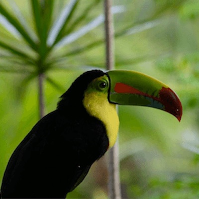 a toucan sitting in front of some lush greenery of Costa Rica